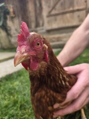 Close-up profile portrait of a brown domestic hen being held by human hands outdoors; focused on the bird's head, comb, and eye; care and organic poultry farming.