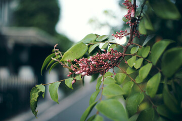Delicate Pink Carambola Flower Buds Emerging Amidst Lush Green Leaves in a Peaceful Garden Setting