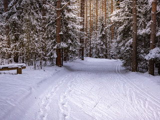 Snowy forest path with a bench in the snow