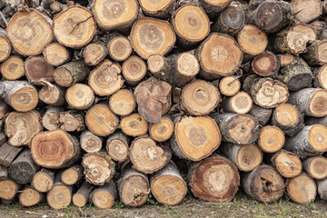 Fototapeta premium Pile of logs with a lot of holes in them