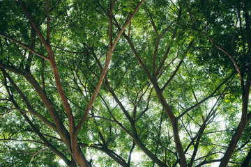 Vibrant Green Tree Canopy View from Below with Bright Sunlight Filtering Through Lush Leaves