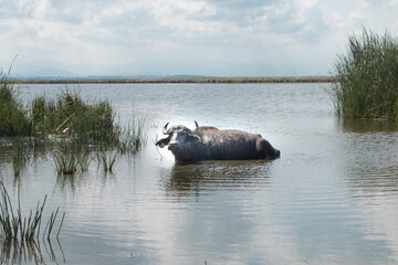 Water buffalo resting in shallow lake among reeds.