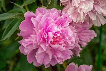 Pink flower with a green stem