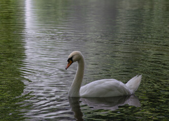 Cisne nadando en el lago