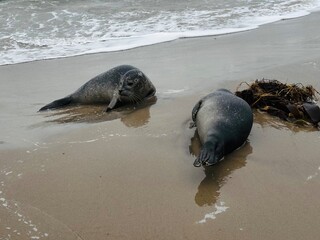 zwei Kegelrobben am Strand von Skagen in D&auml;nemark