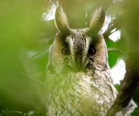 long eared owl