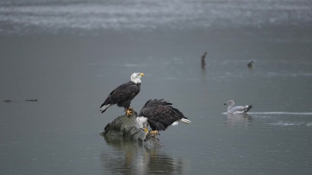 Two adult bald eagles perched during a rain storm.  One eating and vocalizing while the other one waits its turn