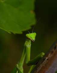 Mantis camuflada entre la vegetacion esperando para cazar