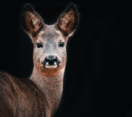 portrait of a deer