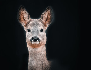 cute deer portrait