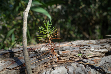 A small pine tree, recently sprouted from the trunk of another, now dry, tree, on a sunny day in the mountains.