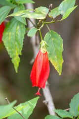 Fototapeta premium Red Turk's Cap flower (Malvaviscus arboreus) in vertical close-up. Framed by green foliage, with selective focus and bokeh. Nature, flora, ornamental.
