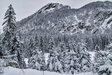 Obraz premium Tatra National Park in Poland. Snowy winter landscape. Snow covered trees in forest.