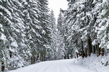 Tatra National Park in Poland. Snowy winter landscape. Snow covered trees in forest. © ngchiyui