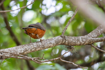 Rufous-bellied Thrush (Turdus rufiventris) from behind on branch, highlighting orange belly. Selective focus and green bokeh. Fauna, nature, wildlife.