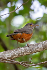 Rufous-bellied Thrush (Turdus rufiventris) in profile on branch, highlighting orange belly. Selective focus and green bokeh. Fauna, nature, wildlife.