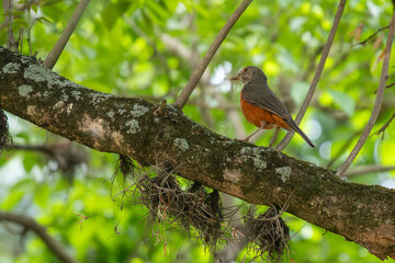 Rufous-bellied Thrush (Turdus rufiventris) on mossy branch with air plants, amidst green foliage. Selective focus. Fauna, nature, wildlife.