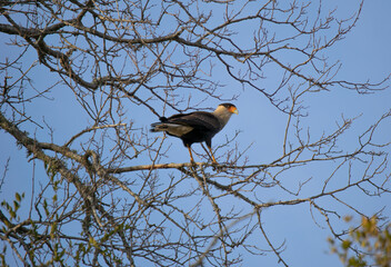 Ave de rapi&ntilde;a rapaz en su habitat natural 