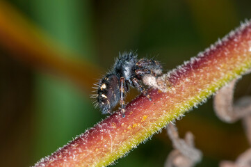 Side view of a Bold Jumping Spider on milkweed plant in Minnesota