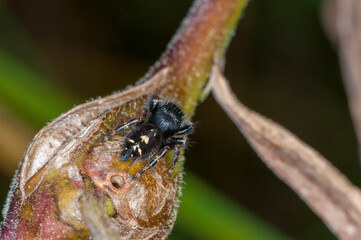 Top view of a Bold Jumping Spider on milkweed plant in Minnesota