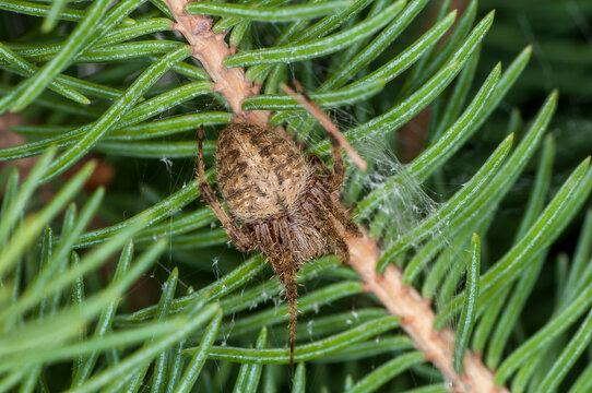 Spotted orb weaver spider on spruce tree in Minnesota