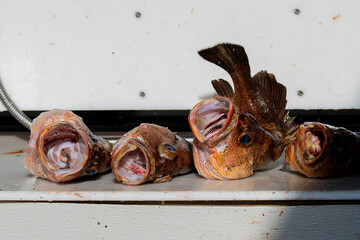 Fresh caught Rockfish wait to be processed for a customer in Valdez, Alaska