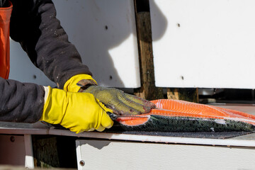 A professional processor fillets a fresh caught salmon for a customer in Valdez, Alaska