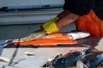 A professional processor fillets a fresh caught salmon for a customer in Valdez, Alaska