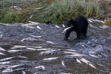 Black bear with fresh caught salmon in his mouth in Valdez, Alaska