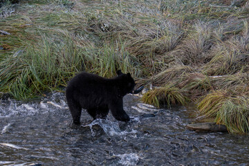 Black bear with fresh caught salmon in his mouth in Valdez, Alaska