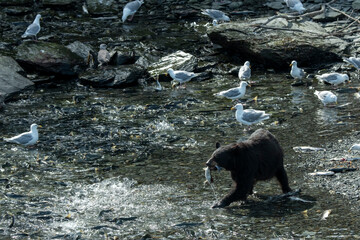 Black bear with fresh caught salmon in his mouth in Valdez, Alaska
