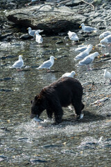 Black bear with fresh caught salmon in his mouth in Valdez, Alaska