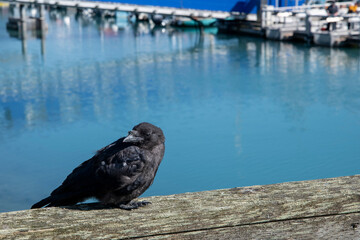 American crow perched on a wooden railing in the harbor in Alaska