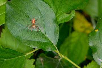 Female Dimorphic Jumper spider resting on a leaf in the forest.