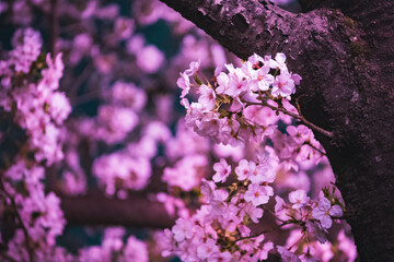 purple lilac flowers