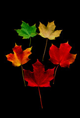 Different colored fall leaves from same tree