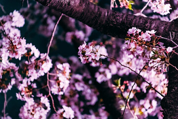 pink cherry blossom