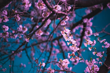 pink flowers in the wind