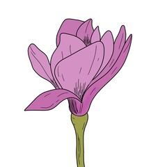 Simple drawing of a magnolia flower