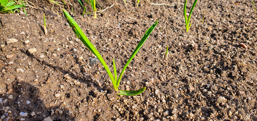Vibrant young garlic sprout emerging from fertile, dark soil in bright sun, symbolizing organic farming, sustainable agriculture, and the start of a healthy spring harvest