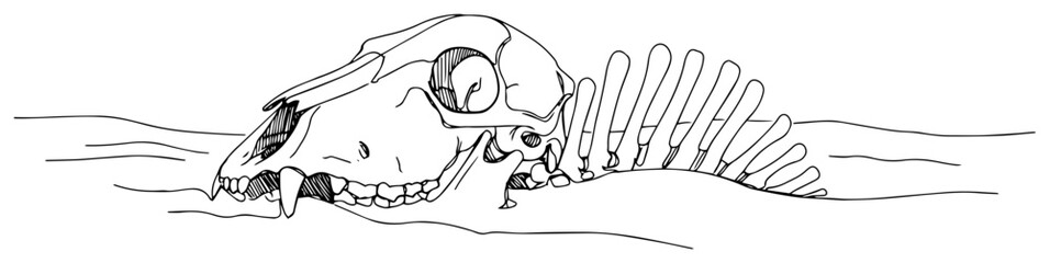 Animal skull and skeleton bones buried in sand, desert drought concept vector sketch