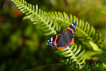 A admiral butterfly, the Vanessa atalanta, on a plant