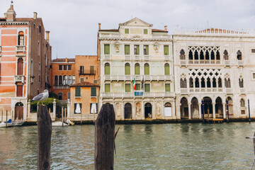 Naklejka premium Seagull perched on mooring pole in Venice Grand Canal