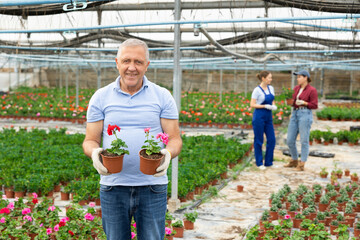 senior male gardener of plant growing direction shows and offers to choose between pink and red...