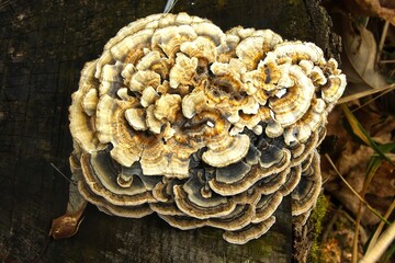 Closeup of a colorful Turkey Tail Mushroom as viewed on a winter day in a Northern Wisconsin forest.
