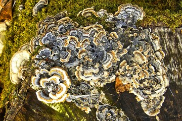 Closeup of a colorful Turkey Tail Mushroom attached to a tree on a winter day in a Northern Wisconsin forest.
