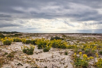 Cloudy late Autumn view of sand dunes and flowers along an ocean beach near Gulf Shores, Alabama.
