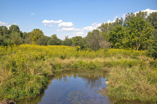 Summer day view of a creek and marsh in a lush green forest along the Illinois Prairie Path in suburban Chicago, Illinois.