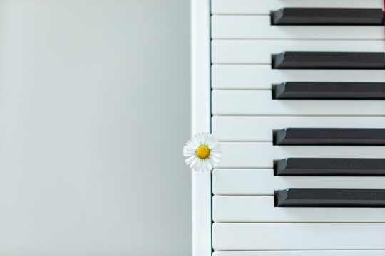 Piano and Daisy Photo, Uskudar Istanbul, Turkiye (Turkey)