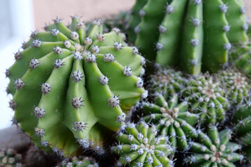 Green cactuses grow in the ground. Cacti with thorns